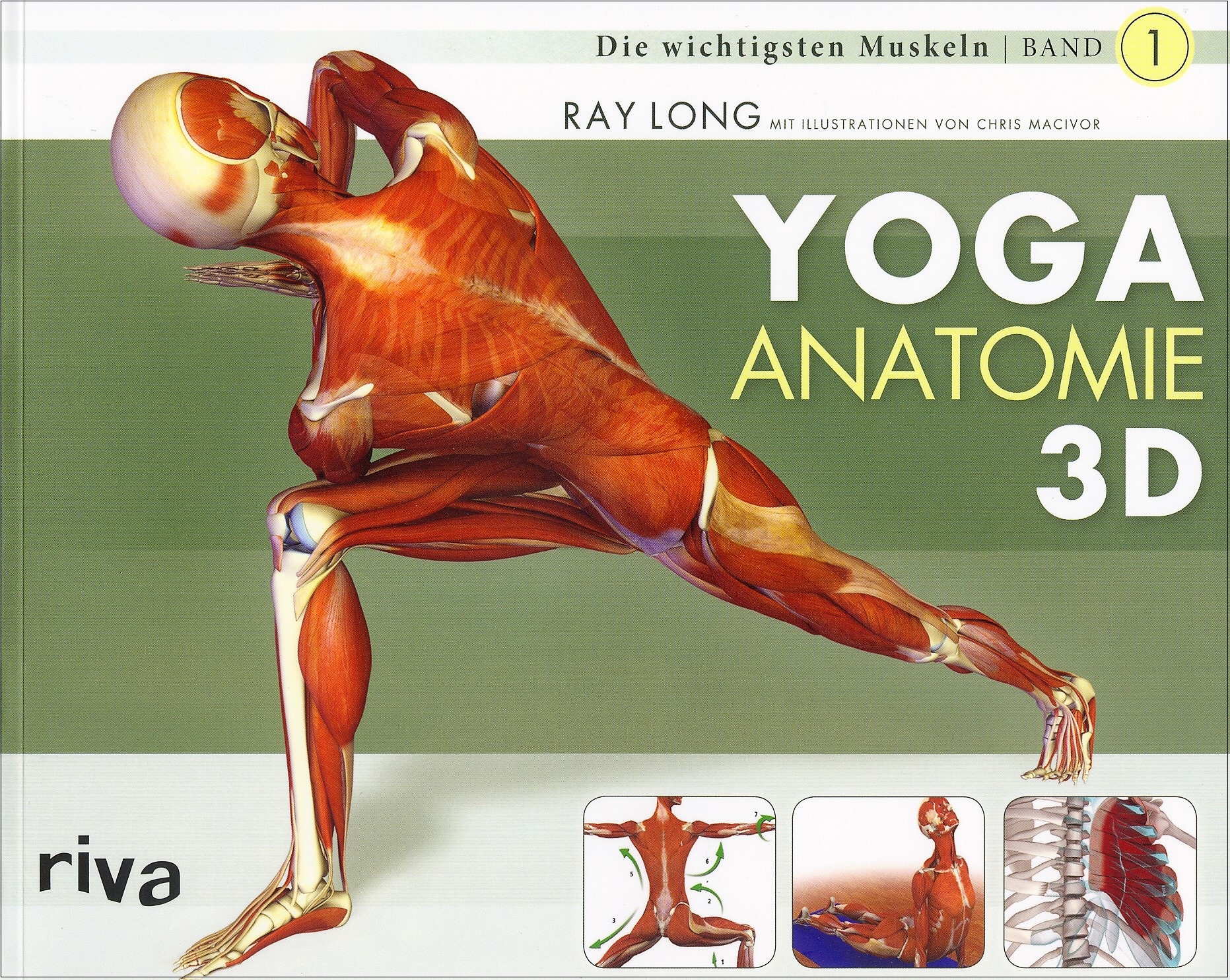 Yoga Anatomie 3D - Die wichtigsten Muskeln